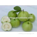 Pure Guava Leaf Extract (ratio extract powder 10:1 20:1 etc.)